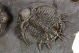 Two Beautiful, Uncommon Basseiarges Trilobite - Jorf, Morocco #347768-3